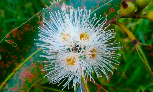 Floração do eucalipto (Eucalyptus sp.)