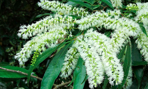 Floração do ingá-feijão (Inga marginata)