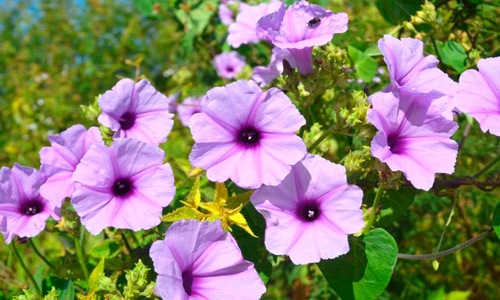 Floração da jetirana (Ipomoea bahiensis)