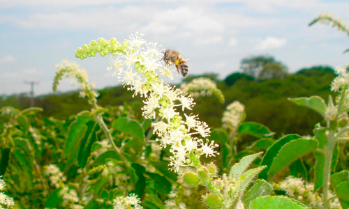 Floração do marmeleiro (Croton sonderianus)