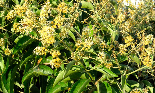 Floração do mofumbo (Combretum leprosum))