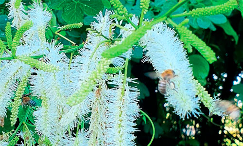 Floração do sabiá (Mimosa caesalpiniifolia)