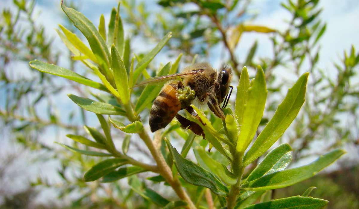 Abelha Apis mellifera coletando própolis verde na vassourinha ou alecrim do campo (Baccharis dracunculifolia)