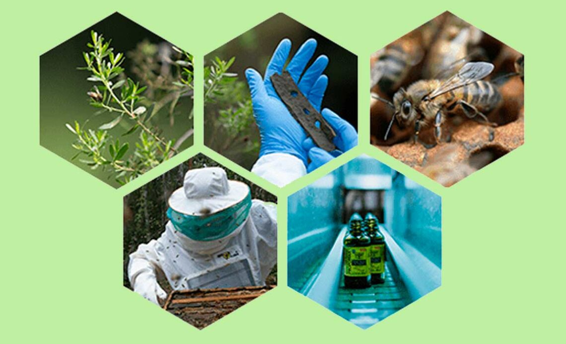 Toda a cadeia de produção da própolis - Foto: Fred Tanneau