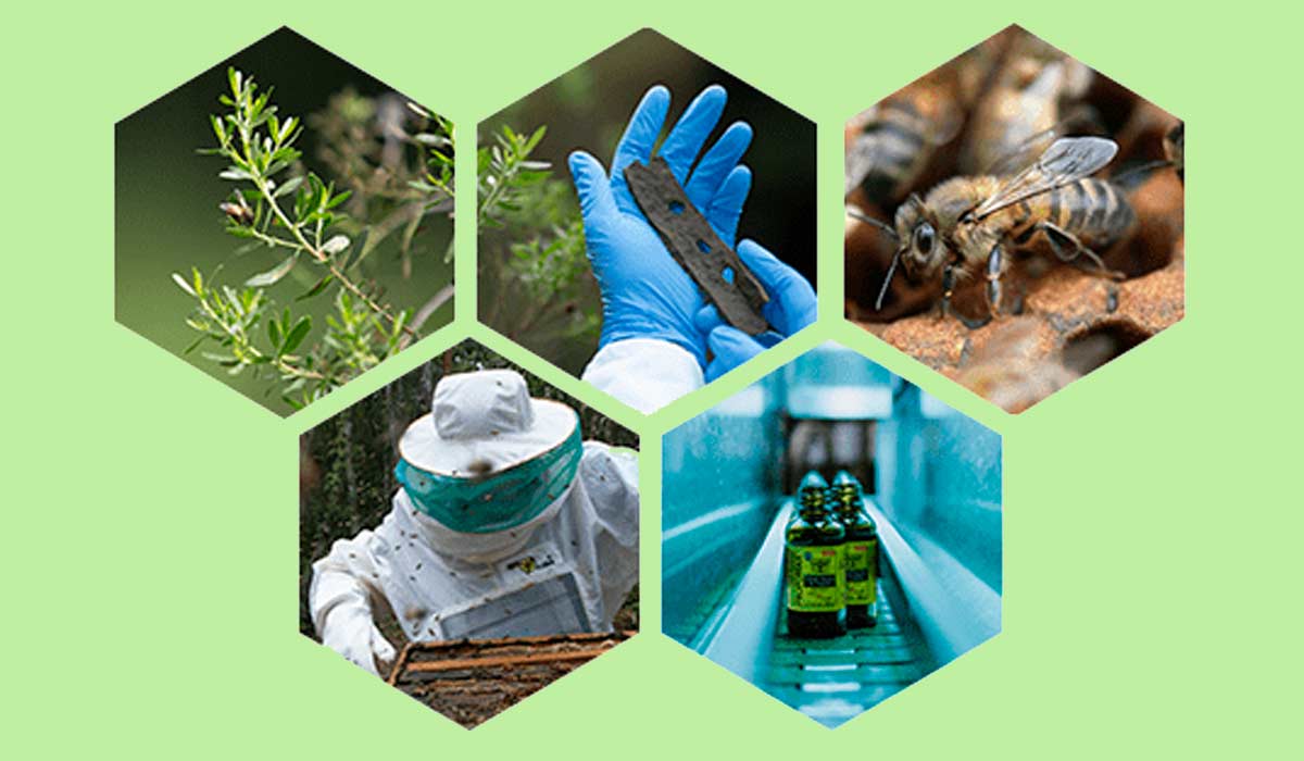 Toda a cadeia de produção da própolis - Foto: Fred Tanneau