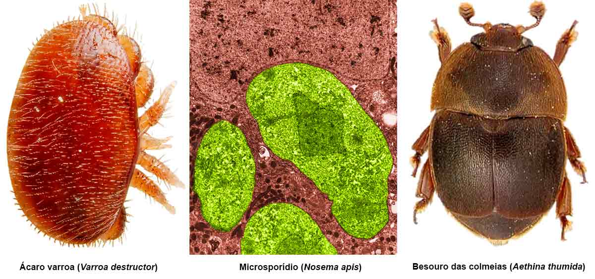 Ácaro varroa (Varroa destructor); Microsporídio (Nosema apis); Besouro das colmeias (Aethina thumida)