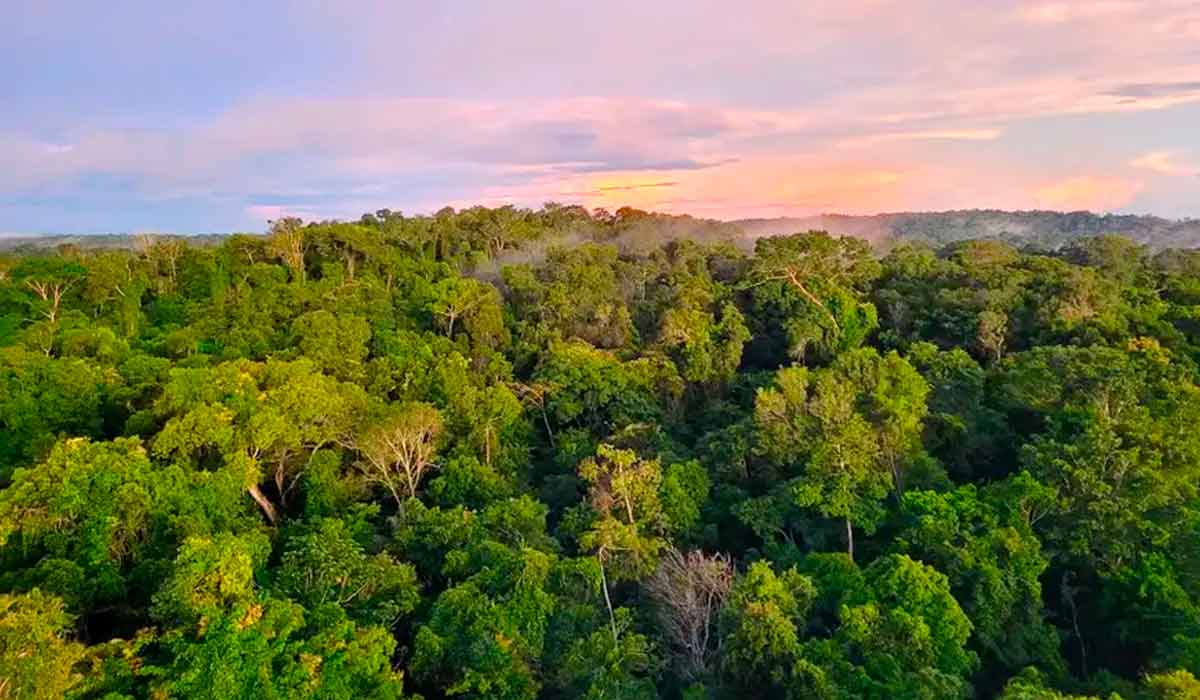 Floresta preservada vale cerca de 317 bilhões de dólares por ano - Foto: Eduardo Maia/Agência O Globo