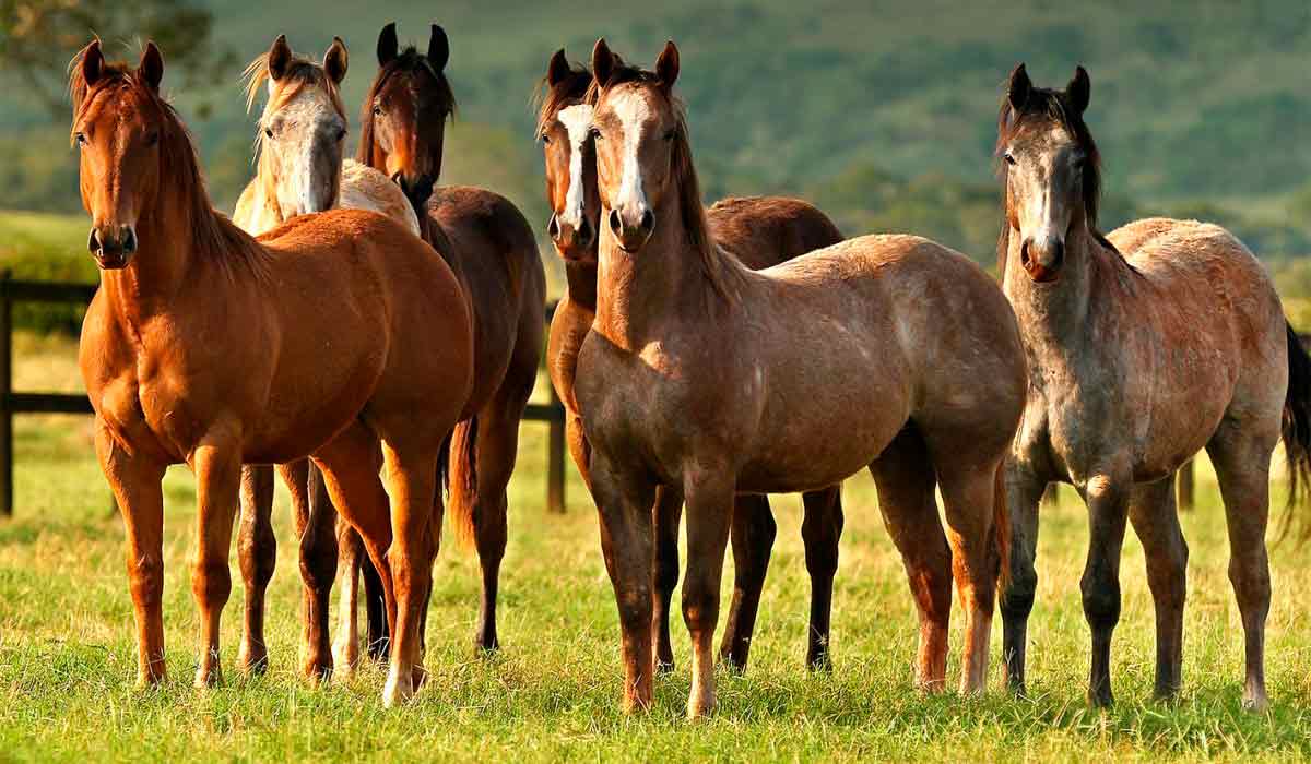 Cavalos no piquete