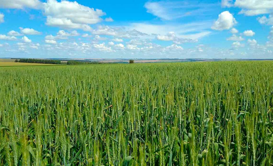 O avanço na genética das cultivares de trigo trouxe melhorias na sua qualidade - Foto: Jorge Henrique Chagas