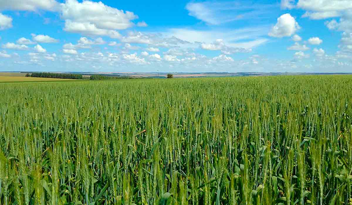 O avanço na genética das cultivares de trigo trouxe melhorias na sua qualidade - Foto: Jorge Henrique Chagas