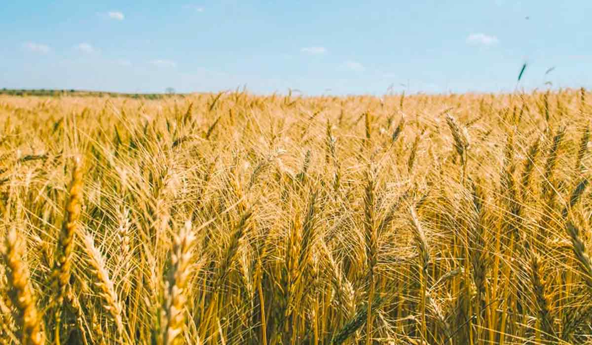 A nova cultivar apresenta boa adaptação a diversas condições de cultivo - Foto: Helton Azevedo