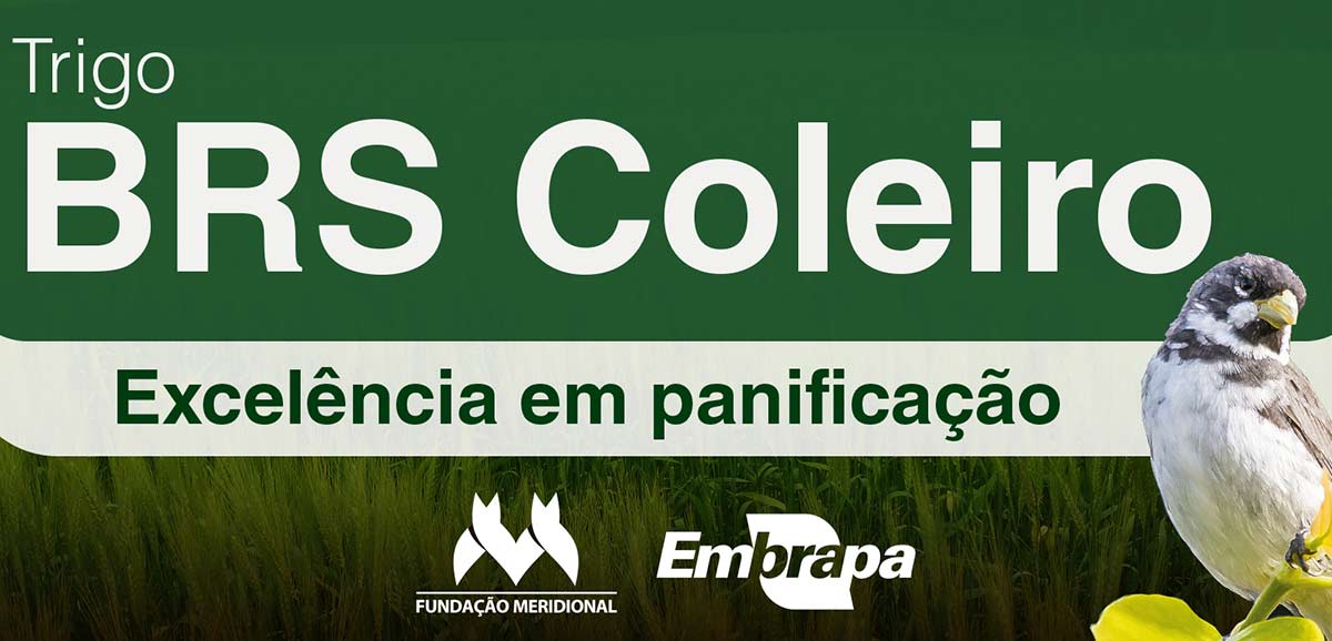 Banner do Trigo BRS Coleiro