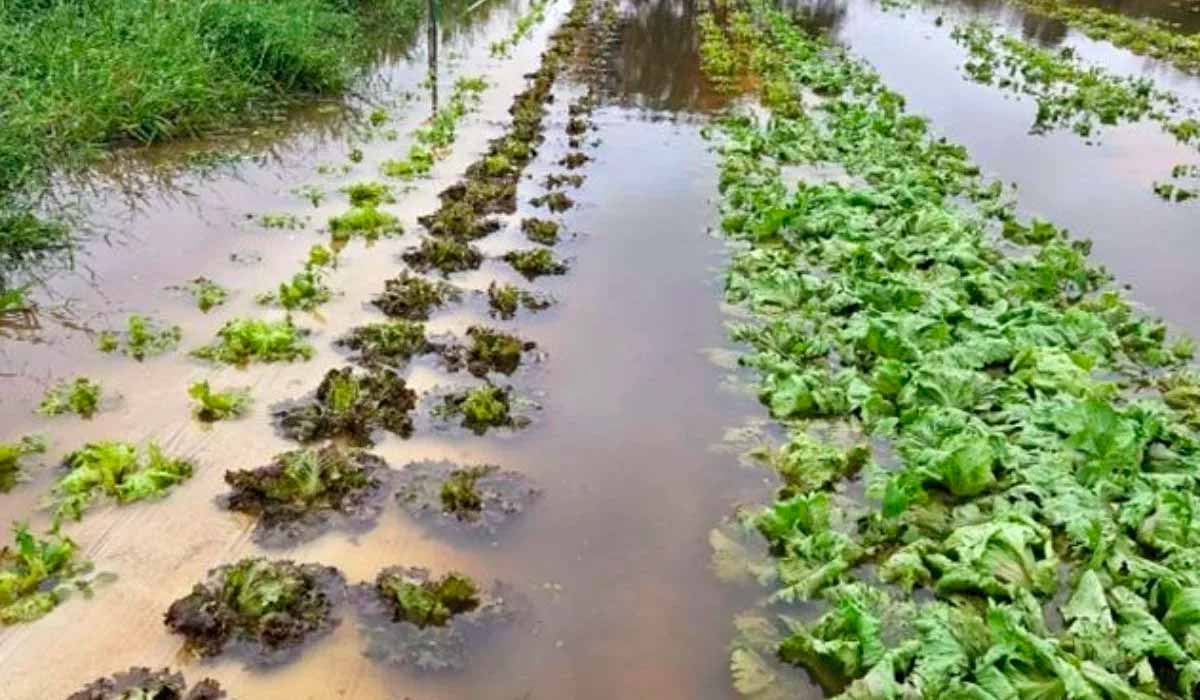 Hortas submersas após enchentes em Guaíba, na região metropolitana de Porto Alegre - Foto: Emater/RS