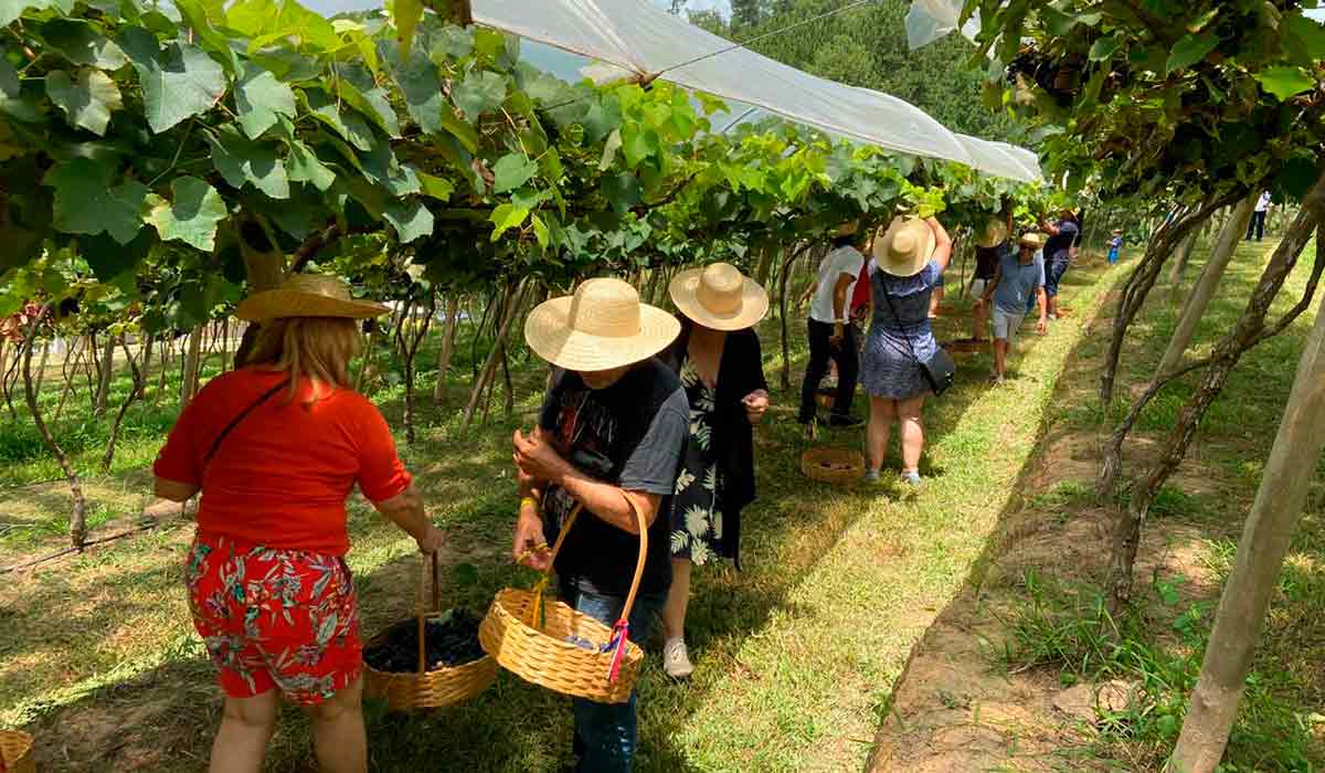 Vinícolas promovem a colheita e pisa da uva com muita gastronomia, música e vinho