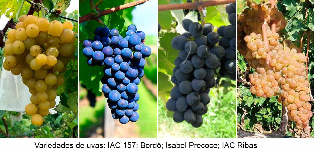 Variedades de uvas: IAC 157; Bordô; Isabel Precoce; IAC Ribas