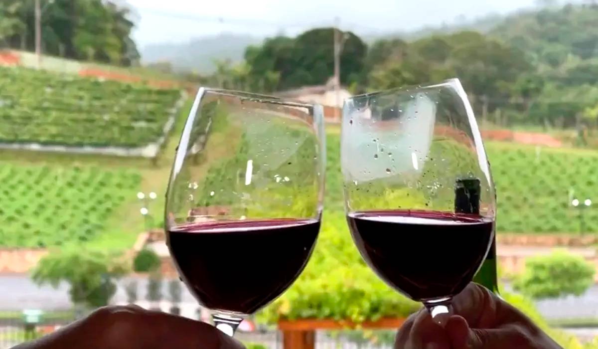 Vinhos em São Roque - Foto: TV Tem