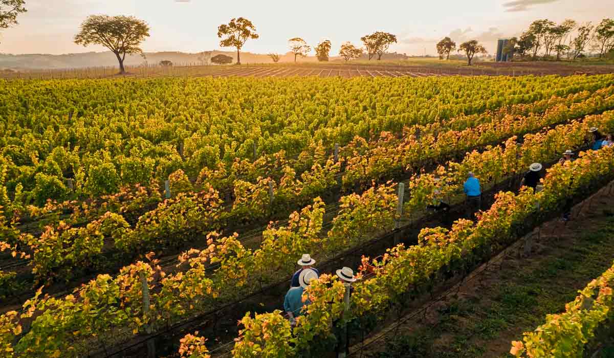 Turistas desfrutam da gastronomia e hospitalidade e conhecem mais sobre as raridades mineiras, os "vinhos de inverno" e a dupla poda