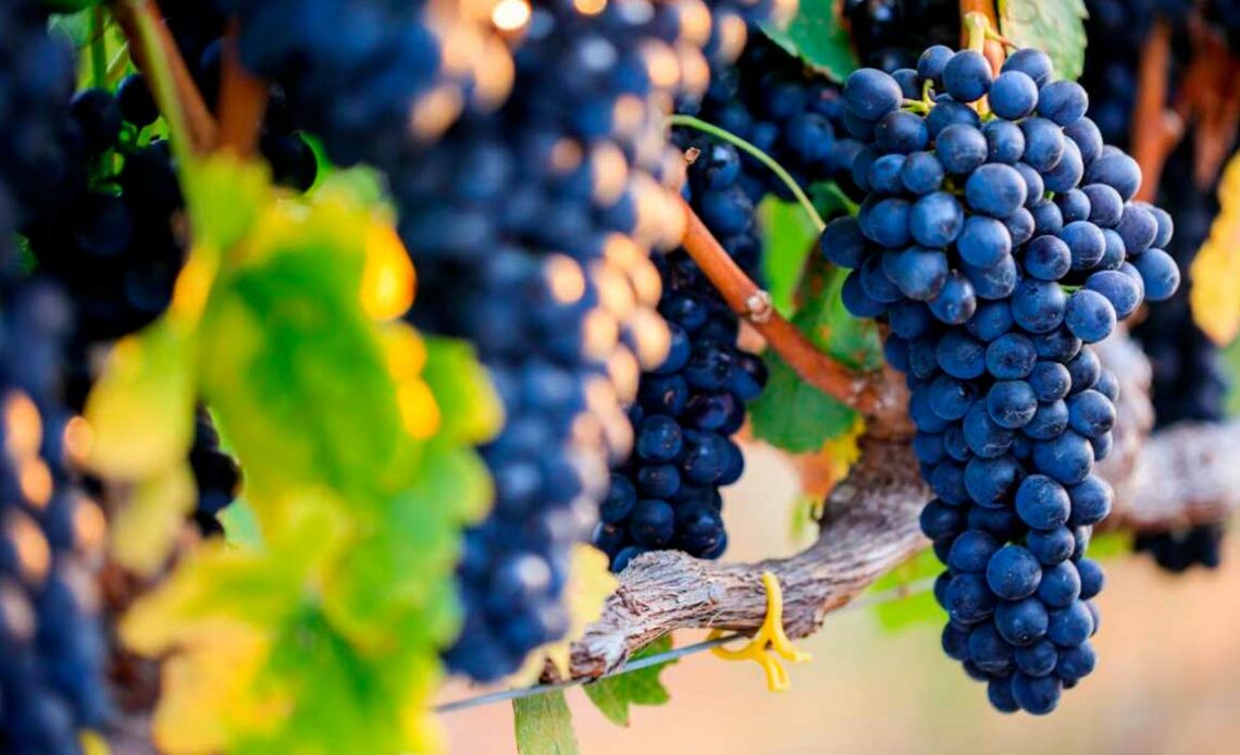 A Syrah é uma das uvas mais versáteis e antigas do mundo dos vinhos