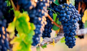 A Syrah é uma das uvas mais versáteis e antigas do mundo dos vinhos