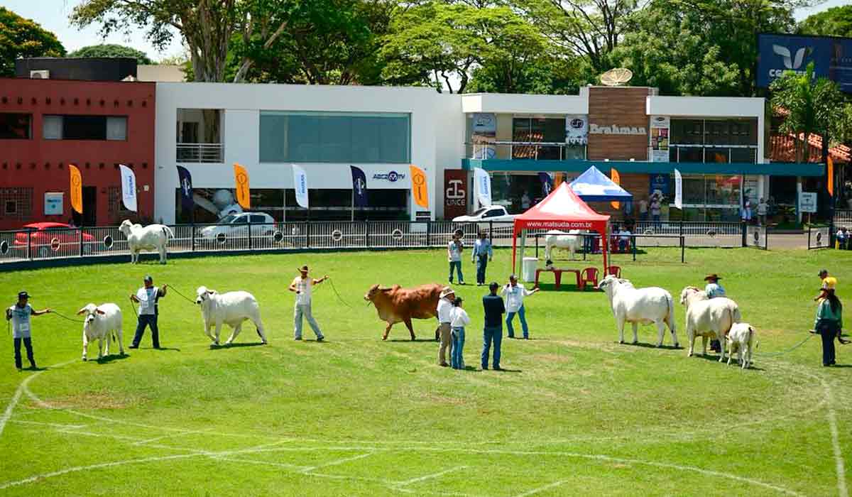 Animais na pista de julgamento