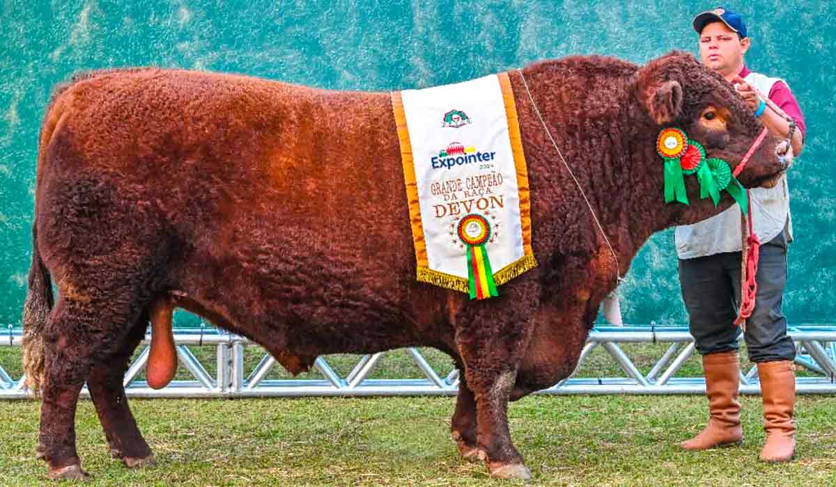 O Grande Campeão Devon da 47ª Expointer, touro Camboatã TE 969 Netuno M901 CTE 570