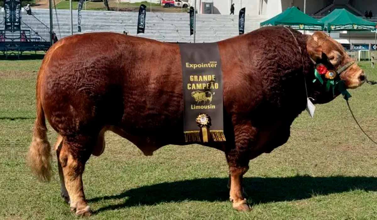 O touro Hudson, da raça Limousin, é o bicampeão em peso da Expointer 2024