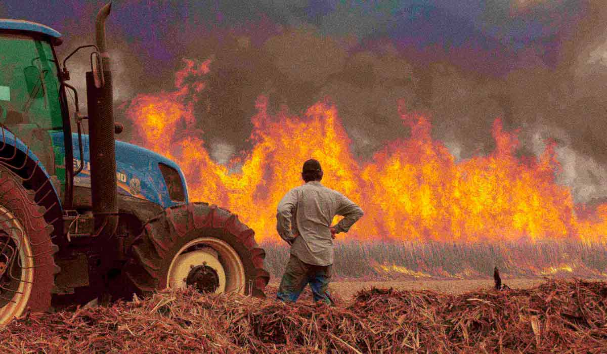 Agricultor observa plantação de cana-de-açúcar queimar em Dumon (SP) - Foto: Joel Silva/Reuters