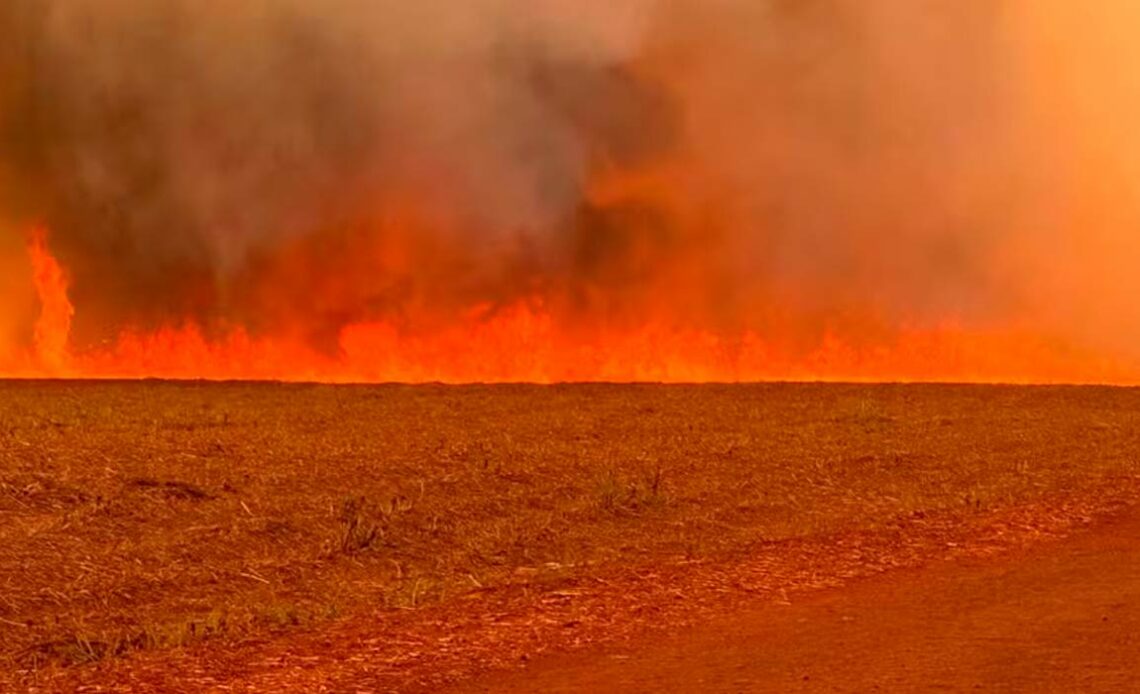 Fogo atinge áreas de canaviais e grãos — Foto: Canaoeste