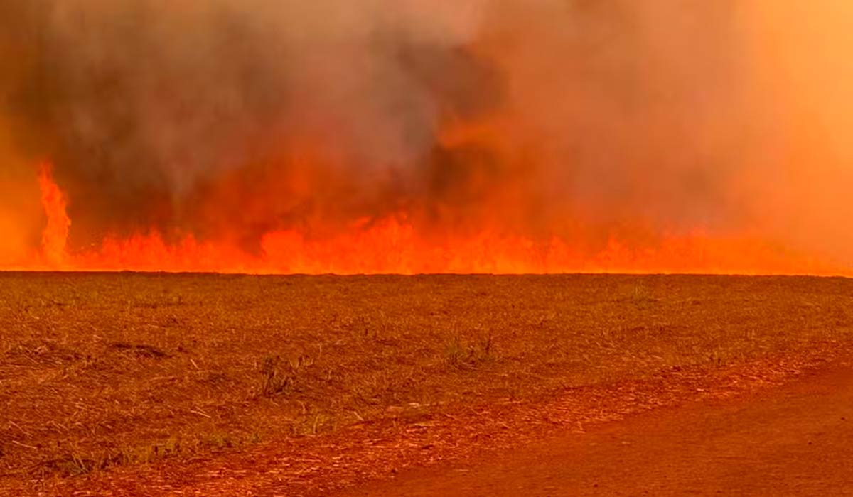 Fogo atinge áreas de canaviais e grãos — Foto: Canaoeste