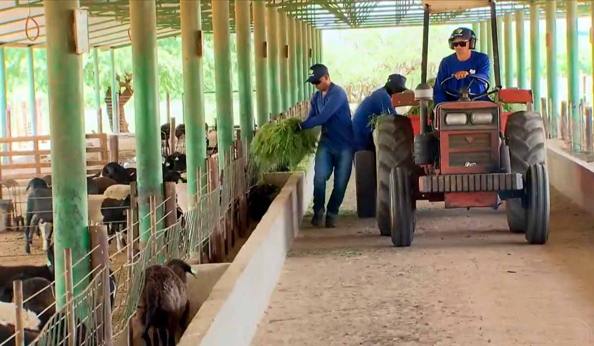 As instalações dos ovinos. Os animais sendo alimentados com o capim roçado dos mangueirais