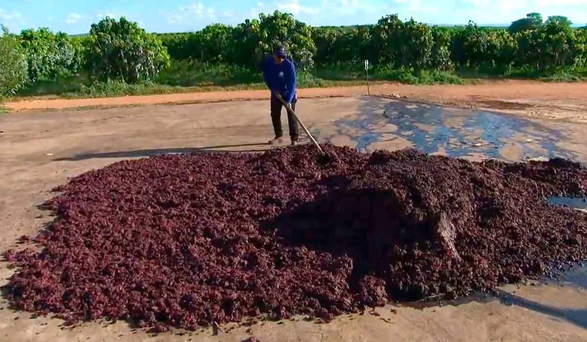 O resíduo do processamento da uva em suco, vira uma torta rica em proteína que é misturada na ração dos animais