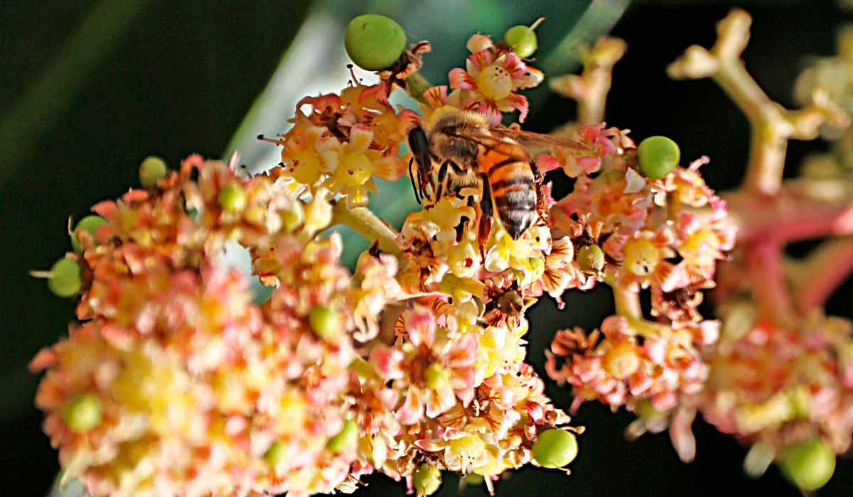 O mel da flor de manga está presente no rol de produtos da fazenda