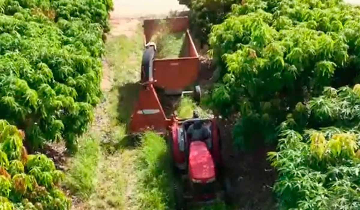 O capim que cresce entre as linhas de mangueiras é rotineiramente roçado e serve para alimentar os ovinos