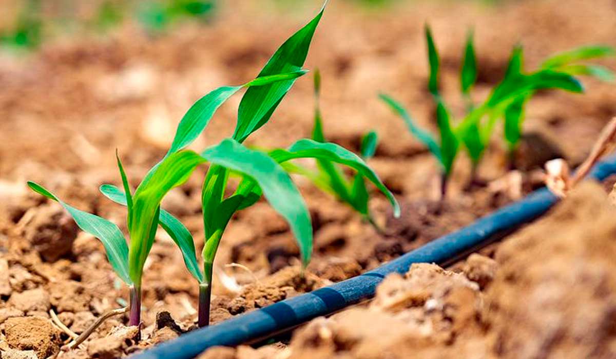 O milho é cultivado com irrigação e é componente importante na alimentação do plantel de ovinos