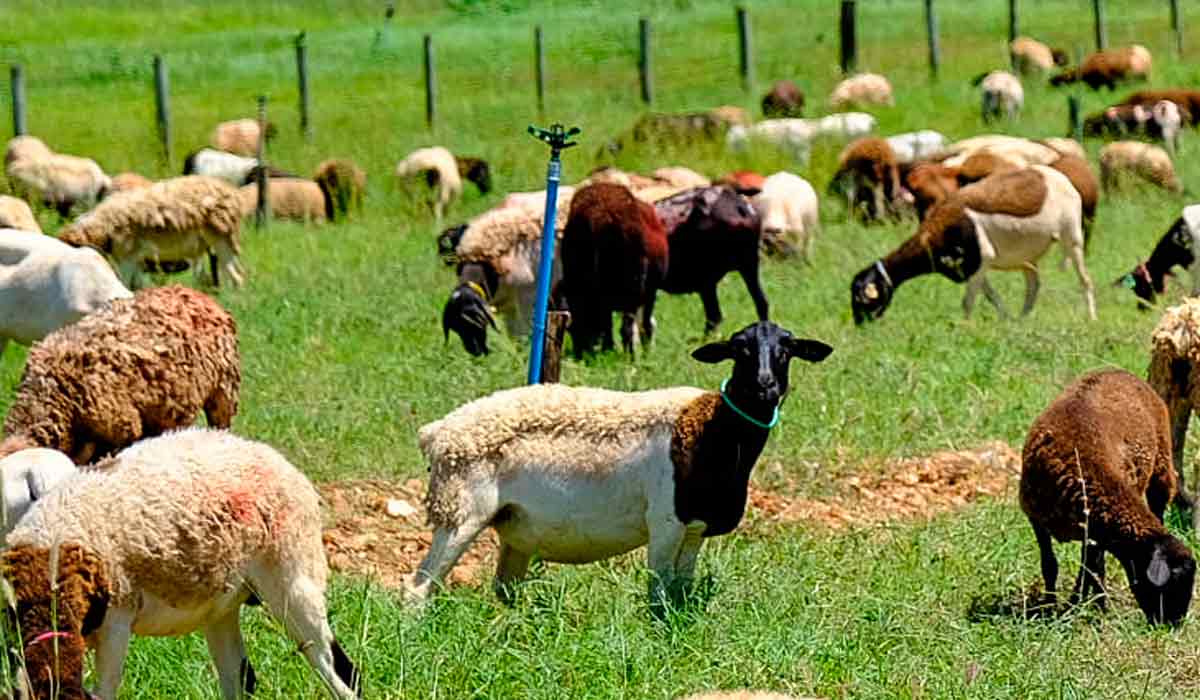 O projeto conta com 12 ha de piquetes formados com tifton irrigado onde os ovinos pastam livremente