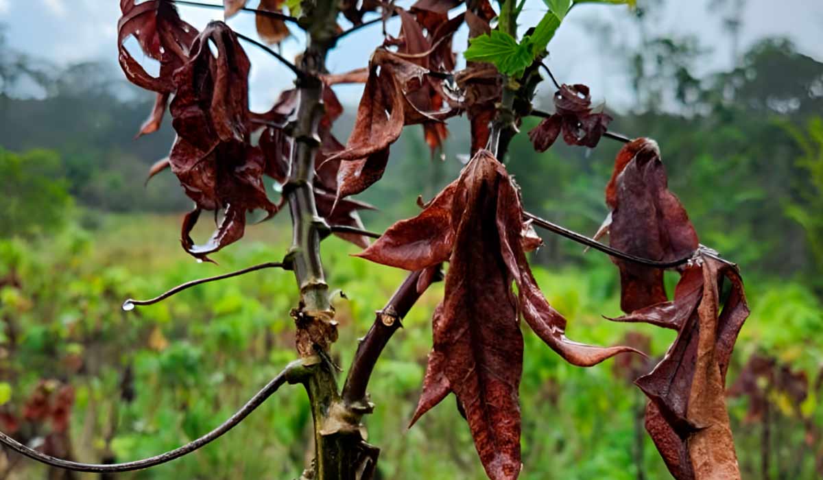 A doença foi encontrada em plantações de mandioca nas terras indígenas de Oiapoque, na fronteira com a Guiana Francesa - Foto: Adilson Lopes Lima