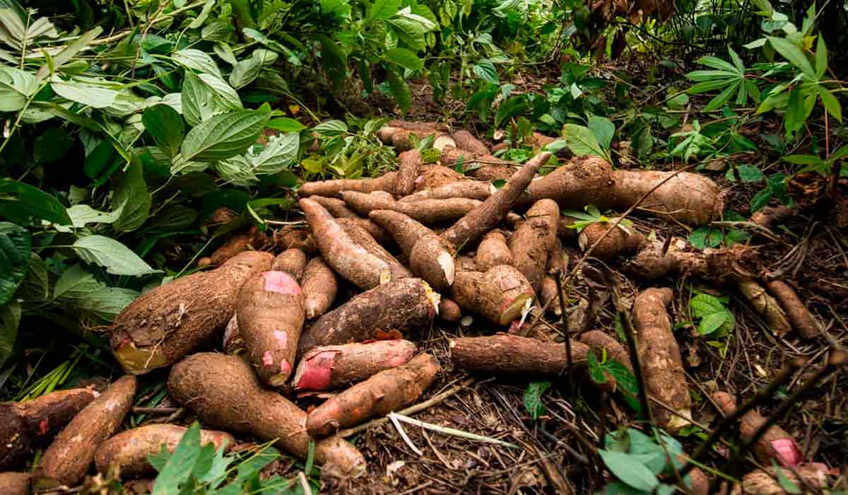 A mandioca é a base da alimentação dos indígenas