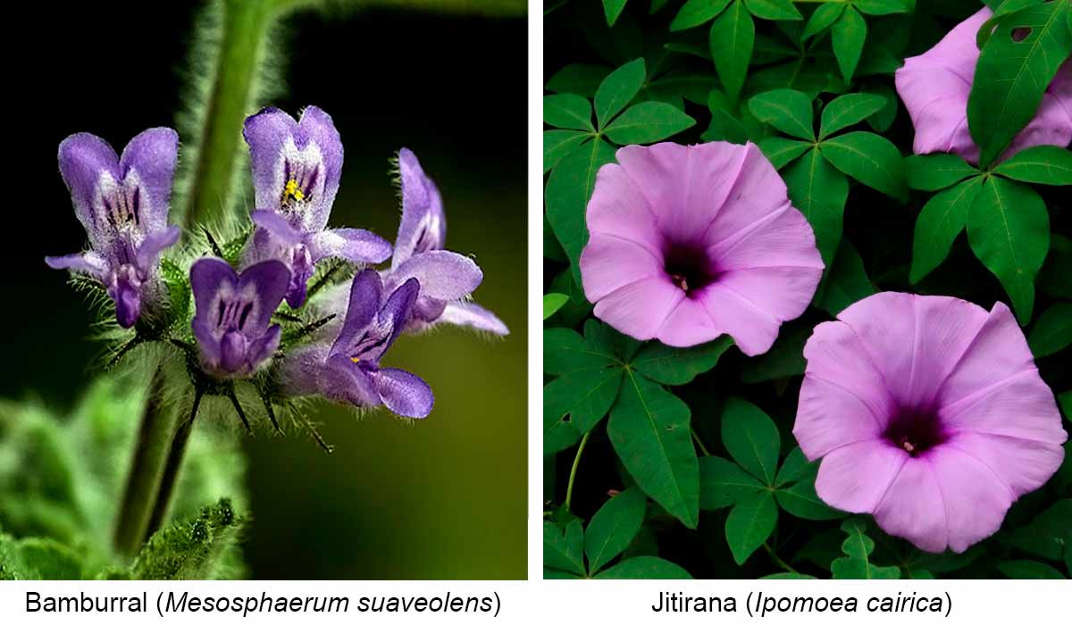 Floração do bamburral (Mesosphaerum suaveolens) e da jitirana (Ipomoea cairica)