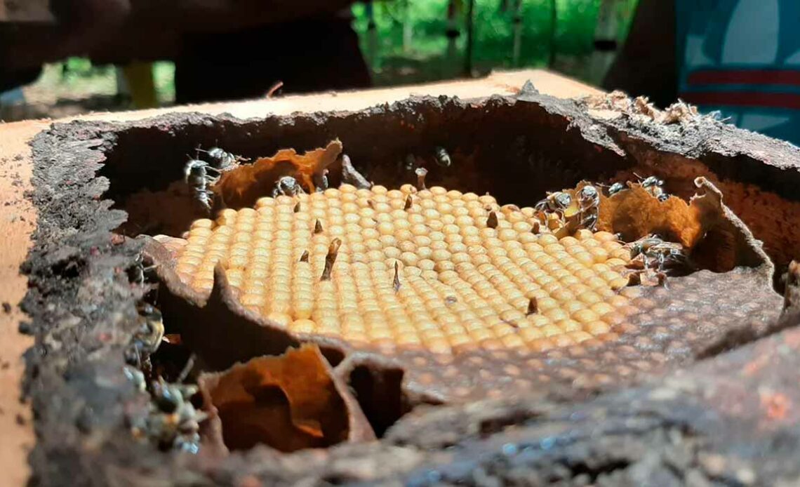 Colônia de abelha sem ferrão