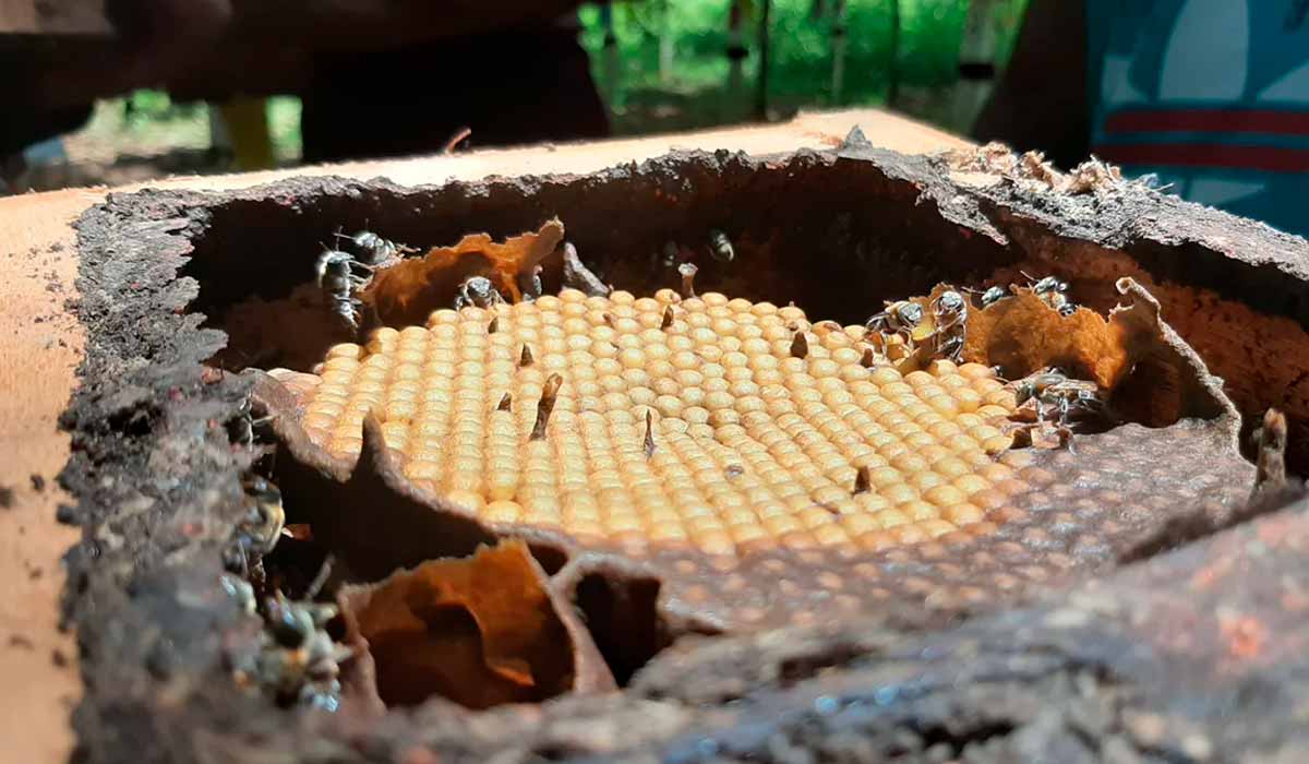 Colônia de abelha sem ferrão