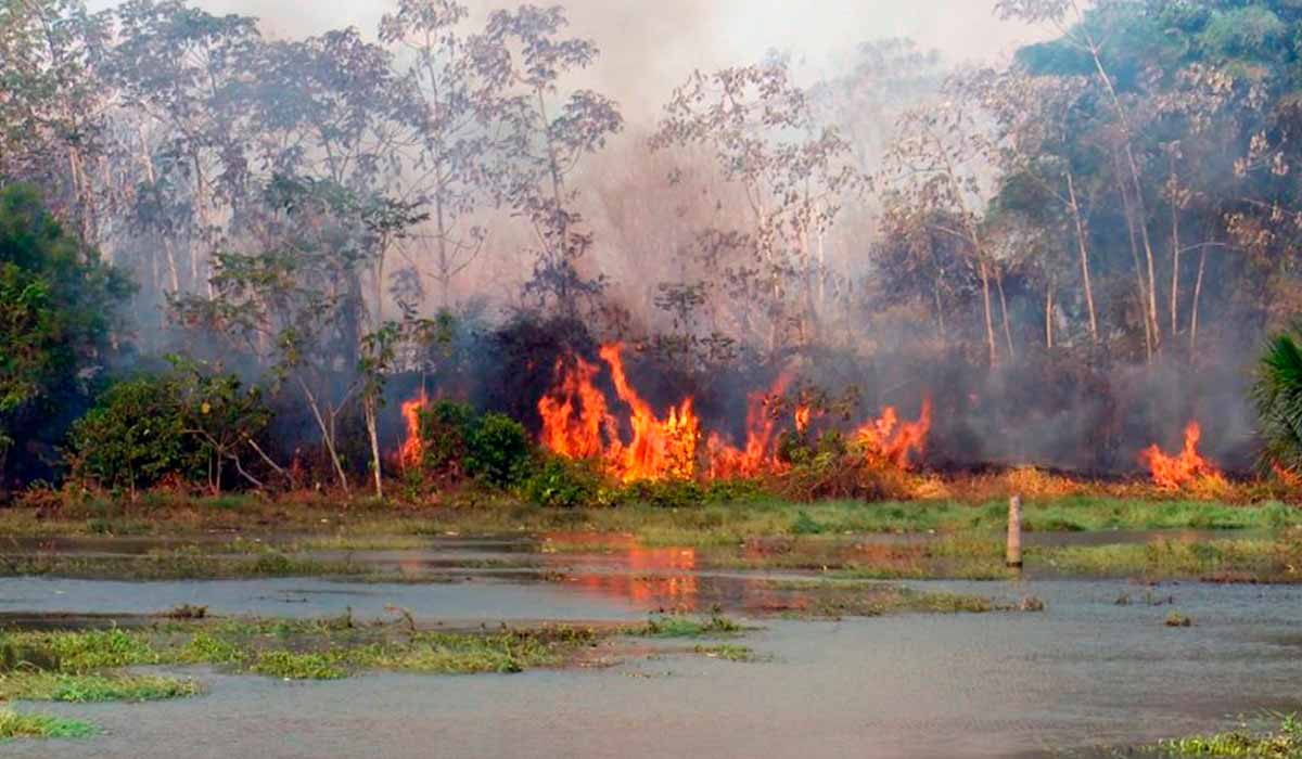 Pantanal está em situação de emergência devido aos incêndios constantes