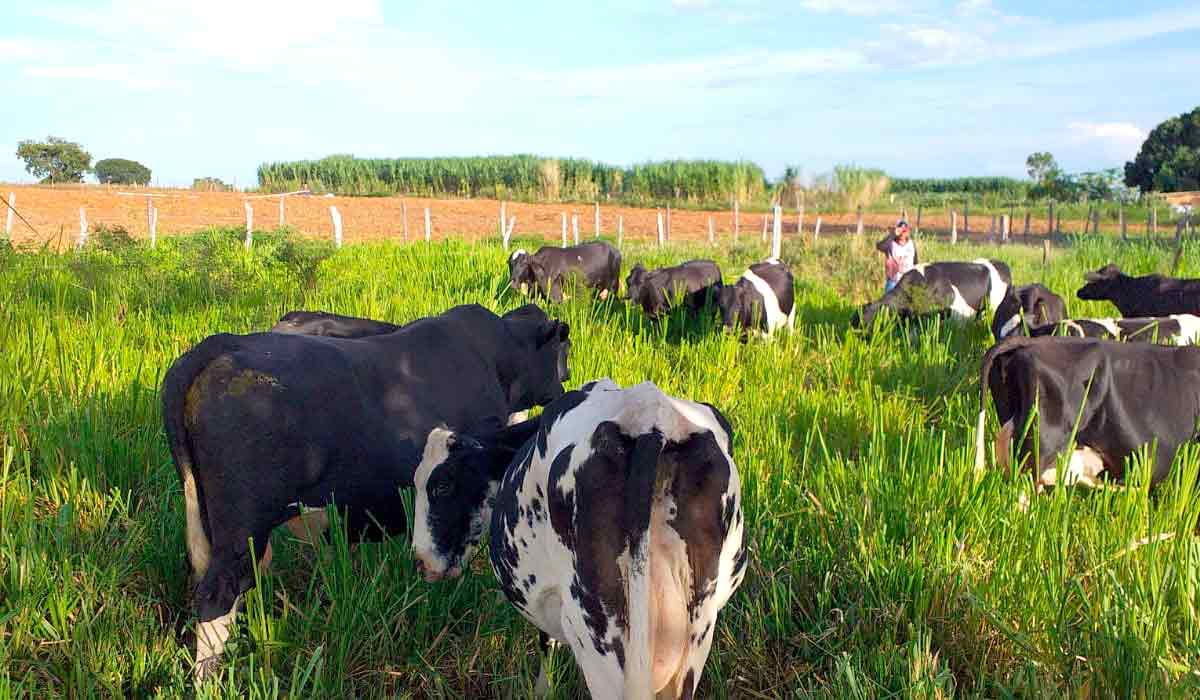 Fazenda Morena Roça, Povoado Itabaiana, bovinocultura de leite, implantação de 2 hectares de forrageira capiaçu - Técnico: Josué Silva - Foto: Sistema FAEB/Senar