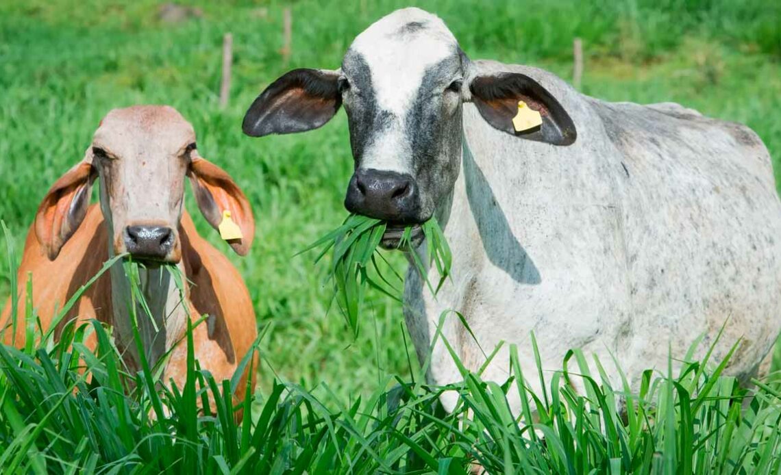 Pastagem recuperada pelo Projeto Fip Paisagens Rurais