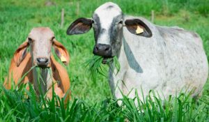 Pastagem recuperada pelo Projeto Fip Paisagens Rurais