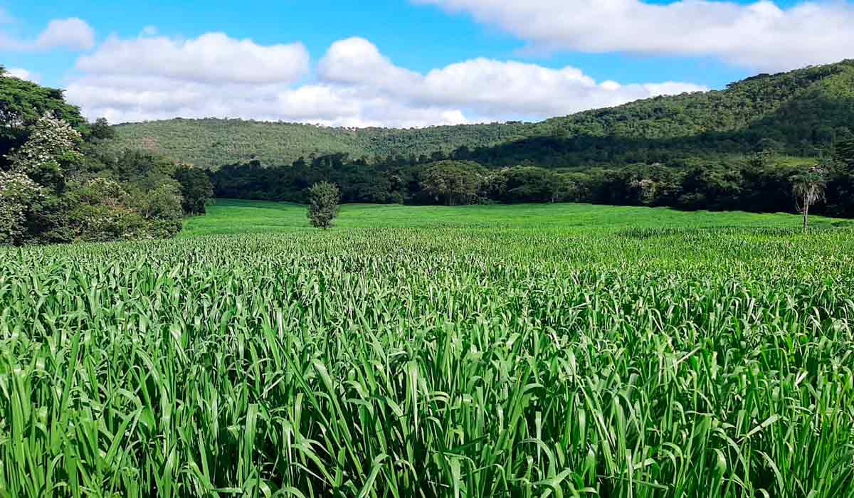 Pastagem recuperada durante assistência do Projeto FIP Paisagens Rurais