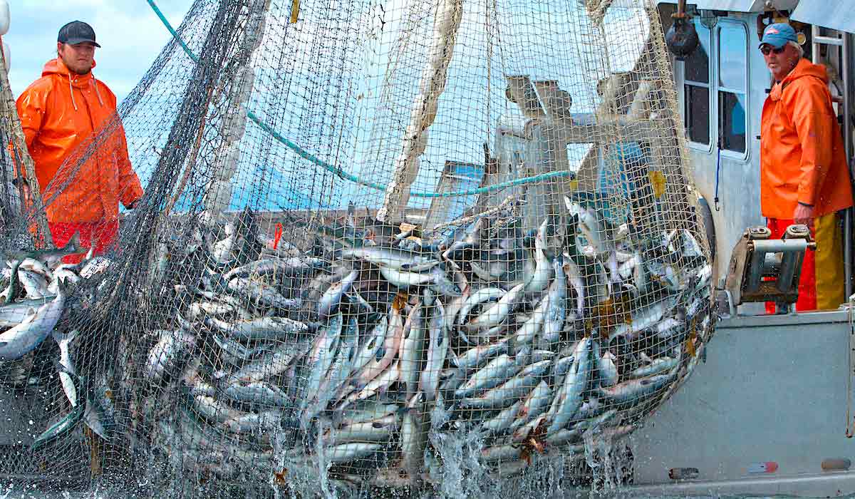 Pescadores na pesca do salmão rosa e salmão amigo no Estreito de Chatham, no Alasca - Foto: SkeenaWild Conservation Trust