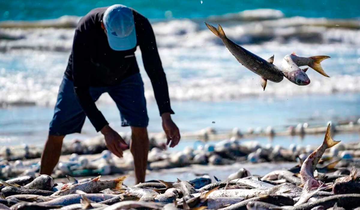 Os pescadores de Santa Catarina tiveram excelente safra na pesca de tainha