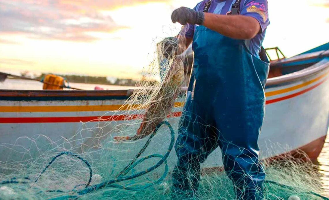 As tainhas capturadas são distribuídas no mercado interno que abastece restaurantes, peixarias e supermercados