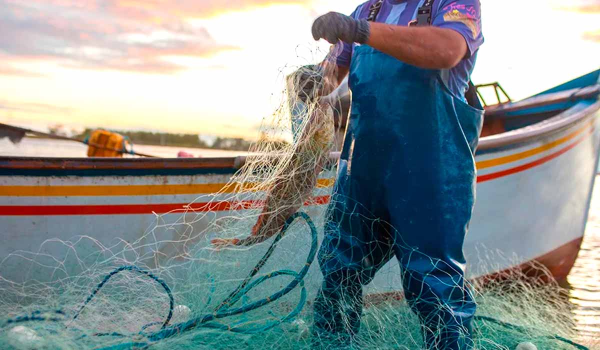 As tainhas capturadas são distribuídas no mercado interno que abastece restaurantes, peixarias e supermercados