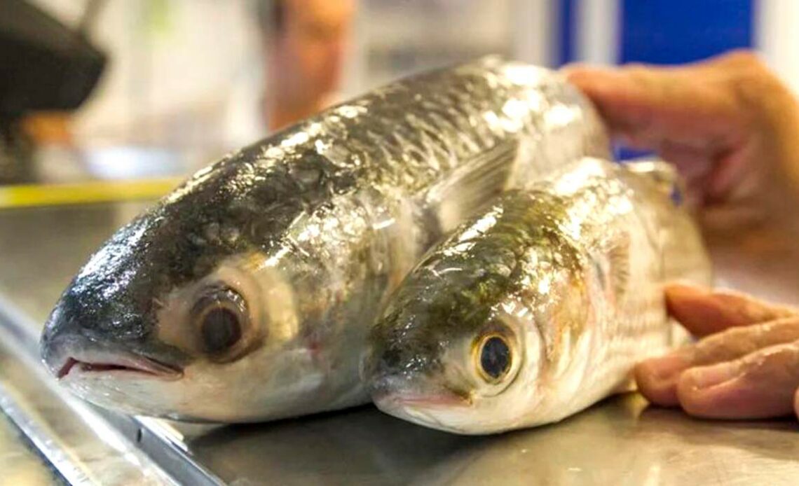 Tainhas no balcão do mercado do peixe